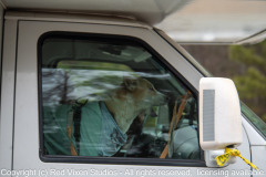 Aloka is back with the monks after undergoing surgery in Charleston SC...