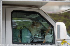 Aloka is back with the monks after undergoing surgery in Charleston SC...